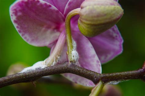 orchideen schädlinge.